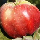 25 Bloody Ploughman Apple Seeds for Garden Planting