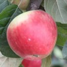 25 Geneva Tremlett's Bitter Apple Seeds Planting