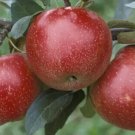 25 Zestar! Apple Seeds for Garden Planting