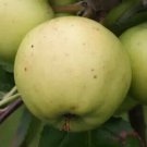 25 Bulmer's Norman Apple Seeds for Garden Planting