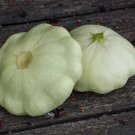 25 Benning’s Green Tint Scallop Squash Seeds Planting