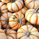 25 Sweet Dumpling Squash Seeds for Garden Planting