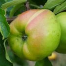 25 Lady Henniker Apple Seeds for Garden Planting