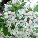 25 Harvest Gold Crabapple Seeds for Garden Planting
