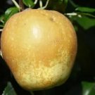25 Hudson's Golden Gem Apple Seeds for Garden Planting