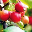 25 Callaway Crabapple Seeds for Garden Planting