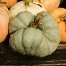 25 Triamble Squash Seeds for Garden Planting