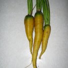 1000 Jaune du Doubs Carrot Seeds for Garden Planting