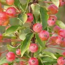 25 Admiration Crabapple Seeds for Garden Planting