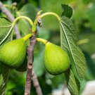100 Excel Fig Seeds for Garden Planting