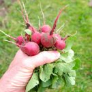 500 Cherry Belle Radish Seeds for Garden Planting