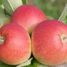 25 Alkmene Apple Seeds for Garden Planting