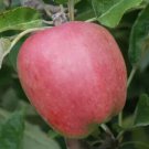 25 Chieftain Apple Seeds for Garden Planting