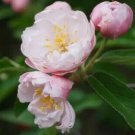 25 Fimbriata Crabapple Seeds for Garden Planting