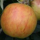 25 Holstein Apple Seeds for Garden Planting