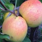 25 Suncrisp Apple Seeds for Garden Planting