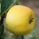 25 Yellow Ingestrie Apple Seeds for Garden Planting