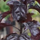 25 Aros Crabapple Seeds for Garden Planting