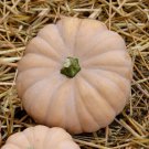 25 Autumn Crown Pumpkin Seeds for Garden Planting