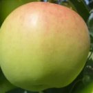 25 Ginger Gold Apple Seeds for Garden Planting