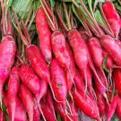 500 Salad Rose Radish Seeds for Garden Planting