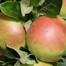 25 Scotch Dumpling Apple Seeds for Garden Planting