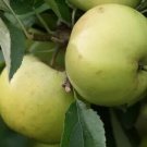 25 Freyberg Apple Seeds for Garden Planting