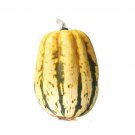 25 Jester Squash Seeds for Garden Planting