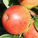 25 Charles Ross Apple Seeds for Garden Planting