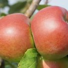 25 Reinette Rouge Etoilee Apple Seeds Planting Fruit