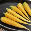 1000 Yellowstone Carrot Seeds for Garden Planting
