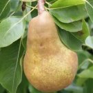25 Merton Pride Pear Seeds for Garden Planting