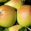 25 Sturmer Pippin Apple Seeds for Garden Planting