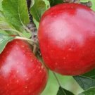 25 Meridian Apple Seeds for Garden Planting