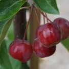 25 Malus hupehensis Crabapple Seeds for Garden Planting