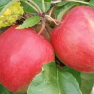 25 Saturn Apple Seeds for Garden Planting