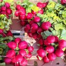 500 Pink Beauty Radish Seeds for Garden Planting