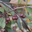 25 Royal Beauty Crabapple Seeds for Garden Planting