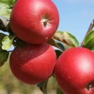 25 Red Windsor Apple Seeds for Garden Planting