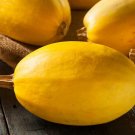 25 Spaghetti Squash Seeds for Garden Planting