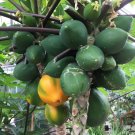 25 Hawaiian Papaya Seeds for Garden Planting