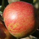 25 Keepsake Apple Seeds for Garden Planting
