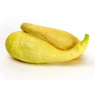 25 Crookneck Squash Seeds for Garden Planting