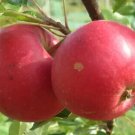 25 Rosette Apple Seeds for Garden Planting