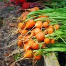 1000 Thumbelina Carrot Seeds for Garden Planting