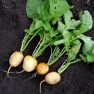 500 Helios Radish Seeds for Garden Planting