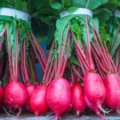 500 Chinese Rose Radish Seeds for Garden Planting