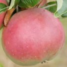 25 Sops in Wine Apple Seeds for Garden Planting