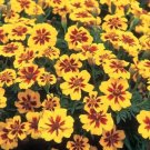 25 Legion of Honor Marigold Seeds for Garden Planting