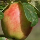 25 Sunrise Apple Seeds for Garden Planting